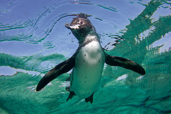 Оперившийся пингвиненок готов к взрослой жизни.