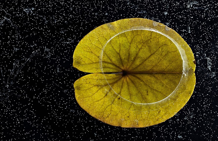 1-е место в номинации «Растения и грибы» присуждено фотографу Ханну Ахонен (Hannu Ahonen) из Финляндии за снимок льдинки на плавающем листе карликовой лилии.