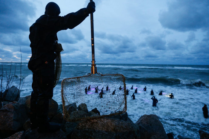 Сбор «солнечного камня» после «янтарной бури» на побережье Балтийского моря. Автор фотографии: Виталий Невар.