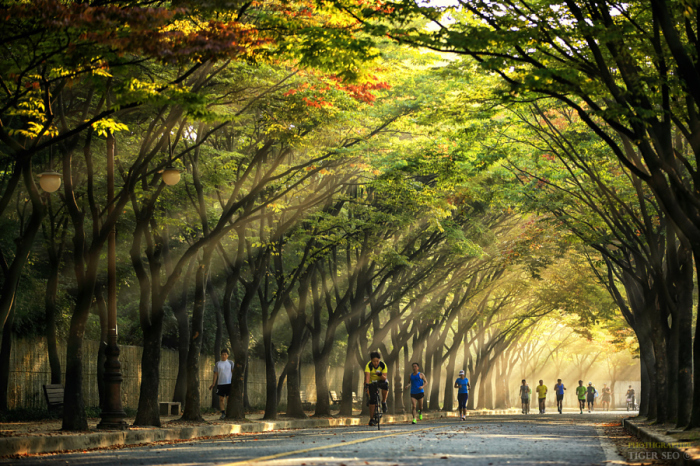 Лучи пробившиеся сквозь ветви деревьев. Автор фотографии: Тигр Сео (Tiger Seo).