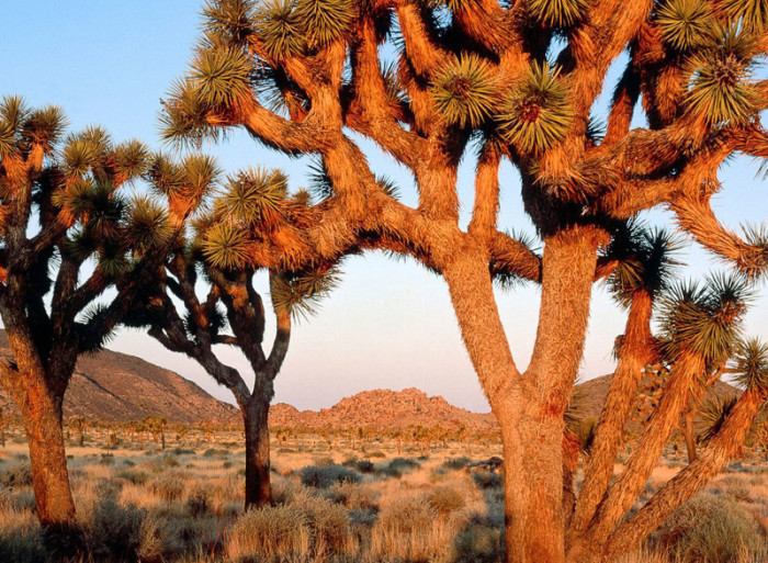 Название дереву было дано группой поселенцев-мормонов, которые пересекли пустыню Мохаве в середине 19 века.