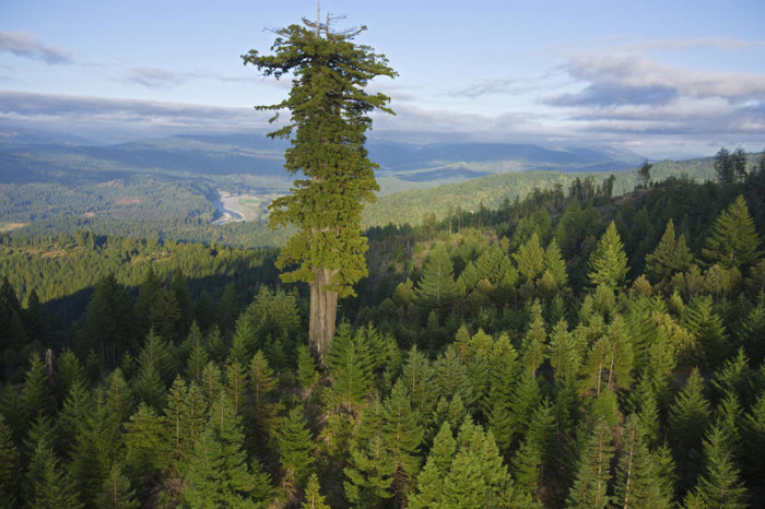 Гигантское дерево Гиперион высотой 115,61 м является самым высоким деревом на планете.