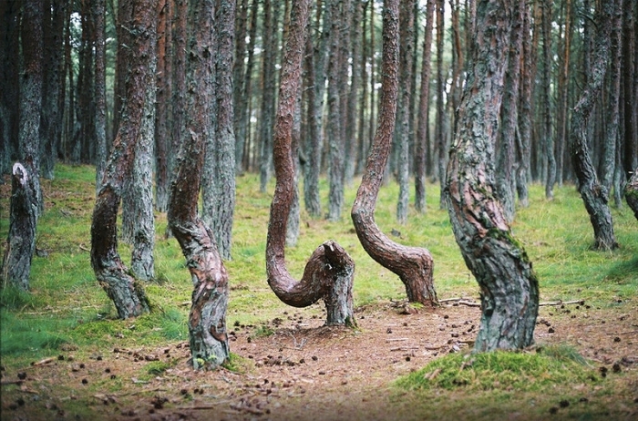 Уникальное место, расположенное в национальном парке «Куршская коса» в Калининградской области.