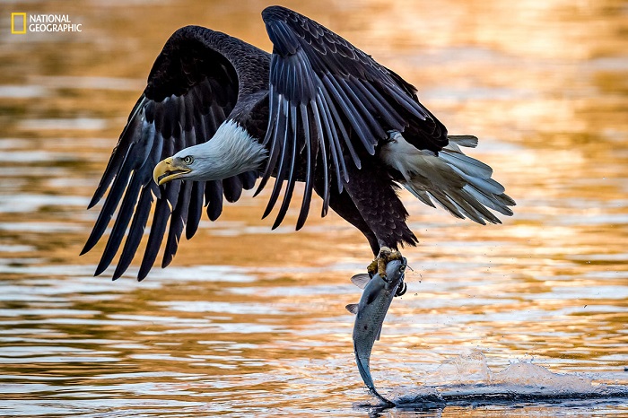 В лучах заходящего солнца царь неба-орел тащит в лапах рыбуиз реки Саскуэханна. Автор фотографии: Эрик Эстерле (Eric Esterle).