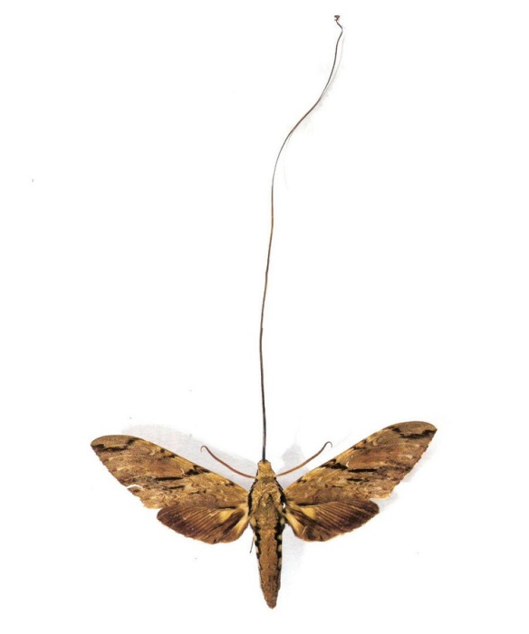 Крупные или средней величины бабочки, с конусовидно заострённым на конце телом и узкими вытянутыми крыльями.