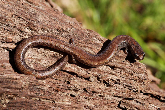 Стройная саламандра живет под камнями или в норках, вырытых во влажной земле. 