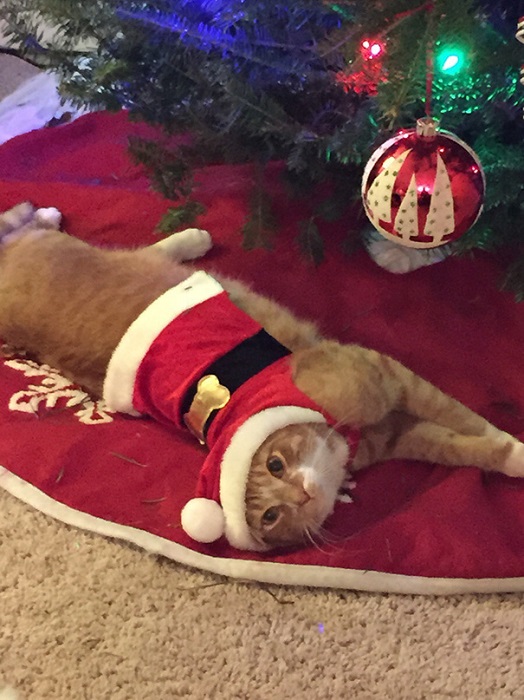 «В наказание за попытку забраться на елку, кот вынужден носить рождественский наряд в течение 15 минут».