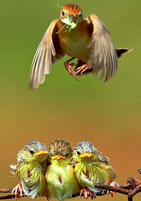Прокормить троих птенцов – очень тяжелая задача для маленькой певчей птички.