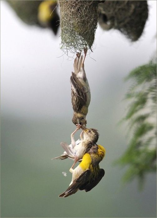 Родители отчаянно пытаются спасти выпавшего из гнезда птенца, который решил поохотиться самостоятельно.