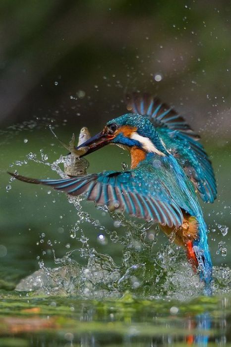 Мелкая птичка является очень терпеливым охотником, который может долго караулить добычу над водой.