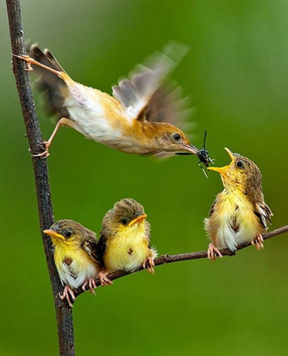 Самка певчей птицы кормит своих детишек в порядке очереди.