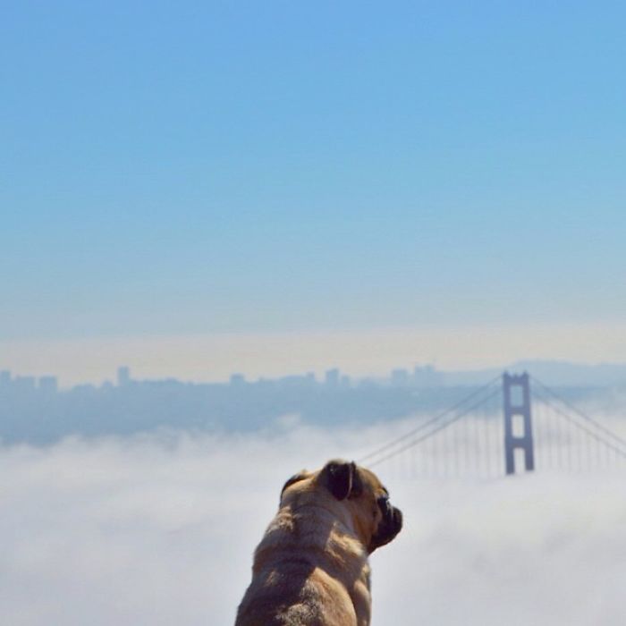 Воздушный туман закрывает мосты от взора собаки, оставляя для просмотра только верхушки.