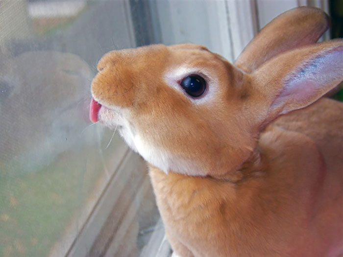 Кролик предположил, что стекло может быть вкуснее морковки, но это не так.