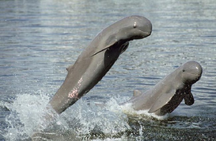 Не совсем обычный дельфин с похожим на дыню телом и тупой, скругленной головой с нечетко выраженным клювом, живущий и в пресной, и в морской воде.