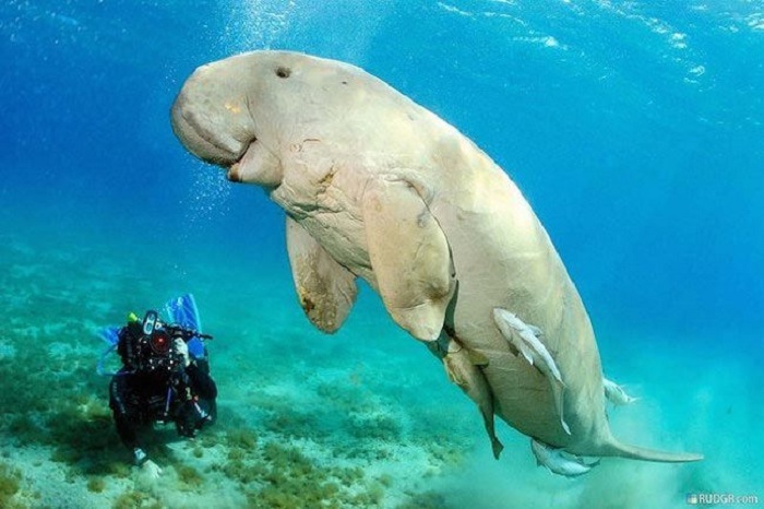 Большое морское млекопитающее, встречающееся в основном в Индийском океане, в северных водах Австралии.