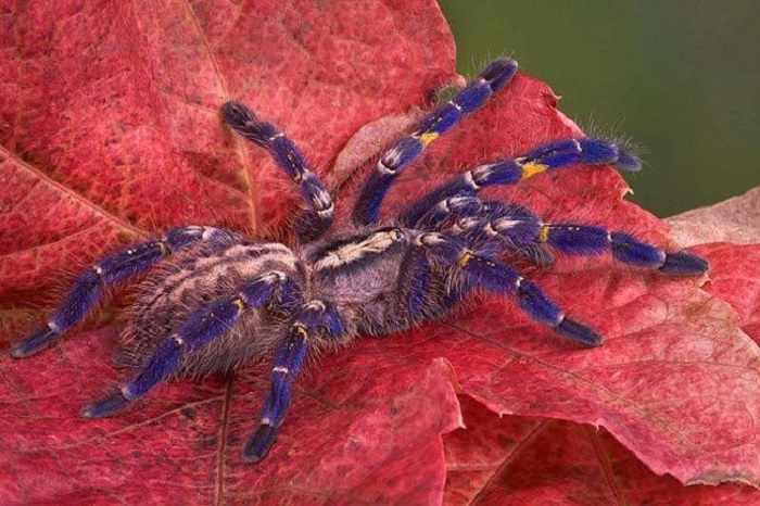 Такой вид паука можно найти только в небольших индийских лесах.