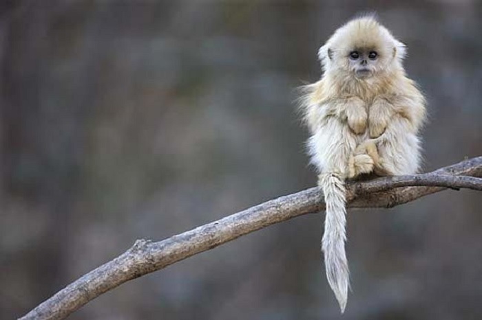 Один из самых уникальных и красивых видов обезьян на планете, живущих в субтропической зоне – на севере и юге Китая.