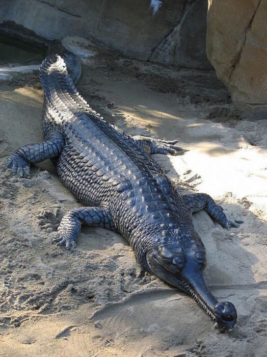 Длинноносый крокодил, является единственным дожившим до наших дней представителем гавиаловых.