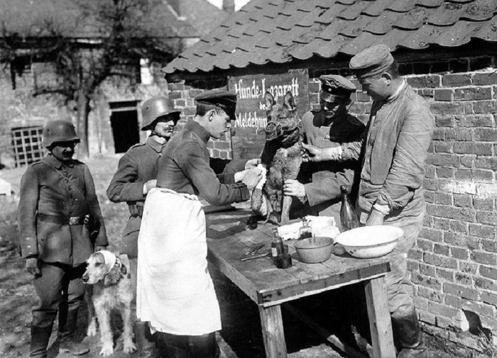Немецкие солдаты оказывают медицинскую помощь раненным собакам, 1918 год.