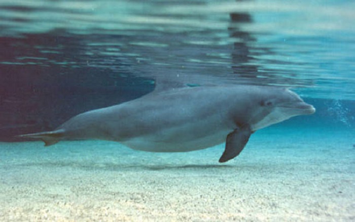 «Кругленький» дельфинчик.