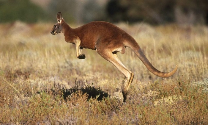 Удивительные рыжие прыгуны являются самыми большими животными Австралии и крупнейшими сумчатыми нашего времени. /Фото: animalreader.ru