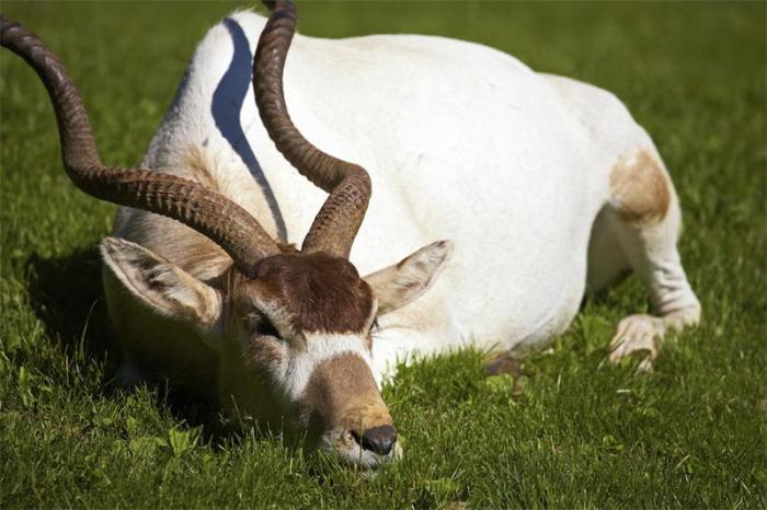 Крупная антилопа с шерстью песочно-желтого цвета летом и серовато-коричневой зимой, обитающая в пустынях и полупустынях.