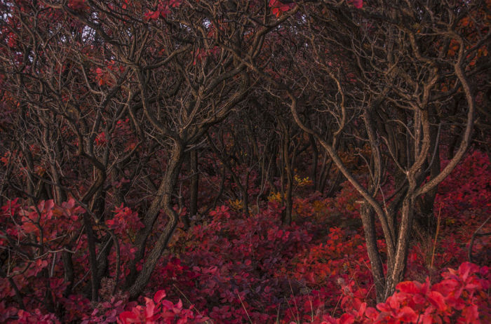 Каждую осень этот лес наливается красным цветом и каждый раз восхищает меня своей необычностью. Хутор Пухляковский, Ростовская область. © Сергей Цветков