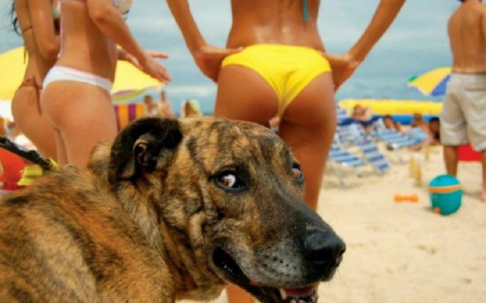 Пёс радуется пляжному сезону.
