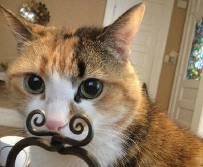 Кот - хипстер с модными усами.