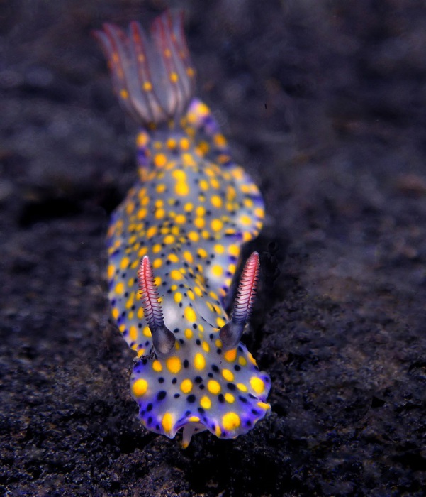 Hypselodoris Kanga - один из самых красивых по форме и окраске среди подводных обитателей.