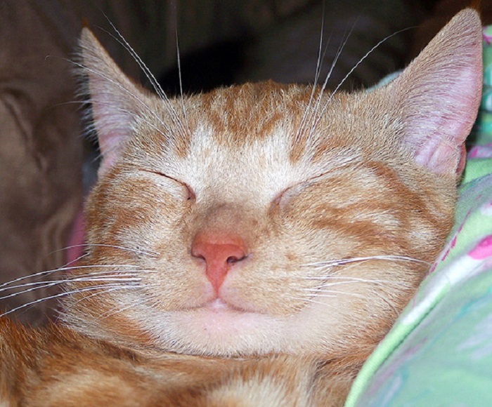 Кошачья улыбка. Довольный кот. Рыжий кот улыбается. Улыбка кота. Довольная морда кота.