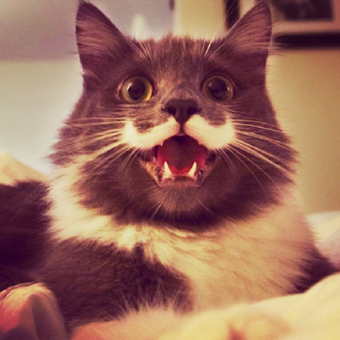 Котейка явно что-то замыслил недоброе, а зубы какие острые...