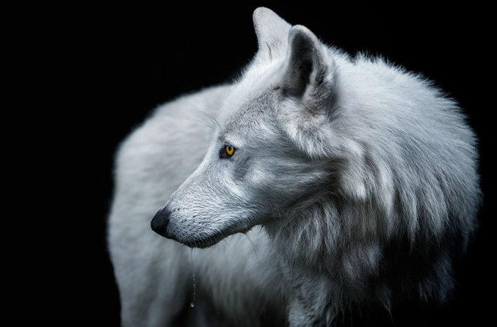 Арктический волк - подвид серого волка, обитающих в арктических районах Северной Америки.