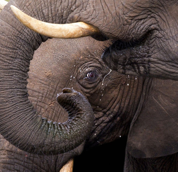 Слон на водопое у реки Чобе в Ботсване. 