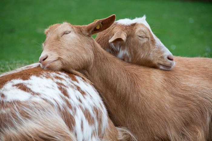 Животные уснувшие друг на дружке. | Фото: livelyplanet.ru