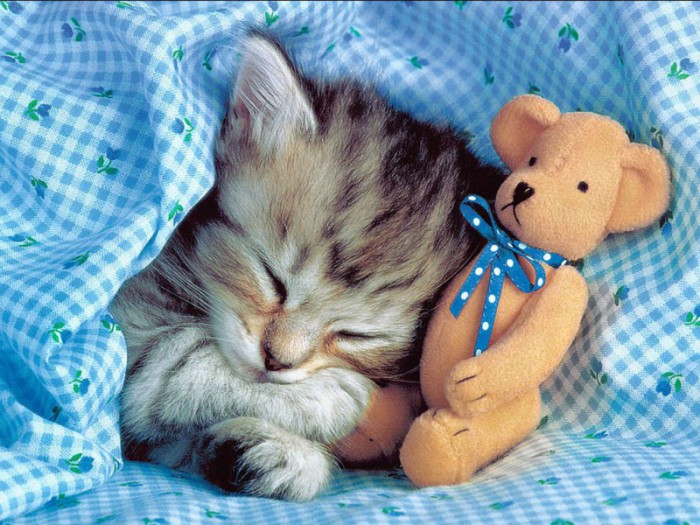 Словно маленький ребёнок на подушке спит котёнок. | Фото: mold.su