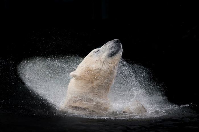 Медведь наслаждается купанием в воде. Фотограф Микаэла Смидова (Michaela Smidova), Чехия.
