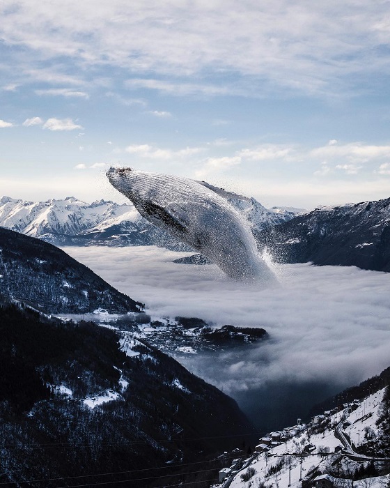Весёлые игры горбатого кита в тумане.