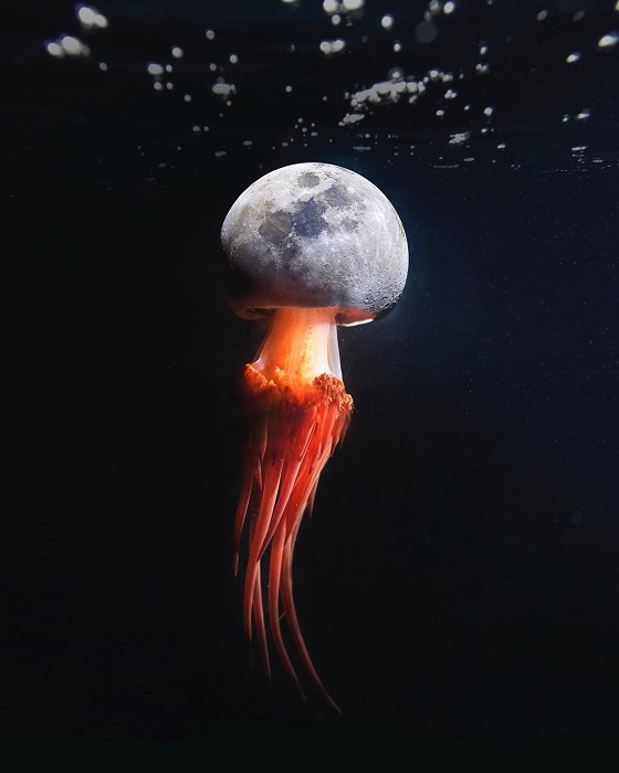 Лунная медуза - очаровательное фантастическое существо подводного царства.