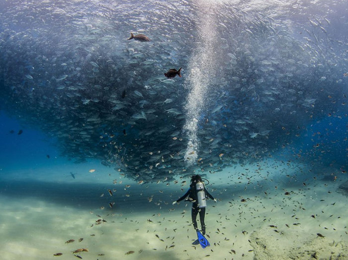 Вся рыба моря. Фотограф Alex Hester.