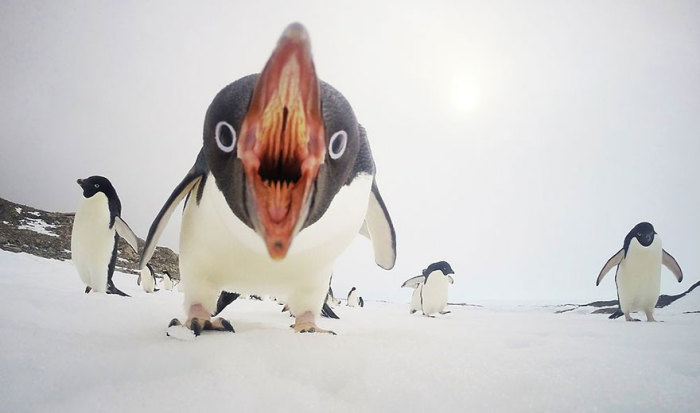 Две недели автор жил с пингвинами, изучая их повадки и, казалось, подружился с птицами, как вдруг пингвин со скверным характером пошел в атаку. Фотограф - Clinton Berry.