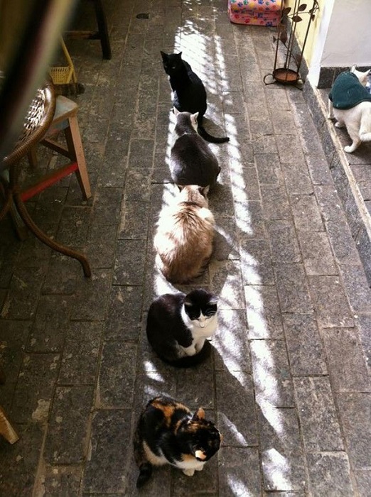 Кошки любят погреться на солнце.