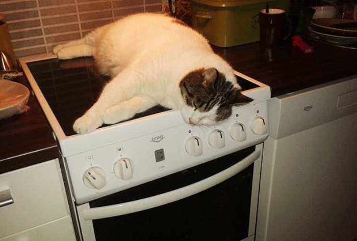 Комфортно и тепло поспать на кухонной плите.