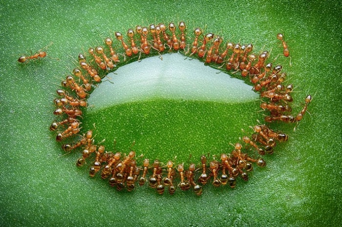 Крошечные муравьи окружили каплю меда, Малайзия.
