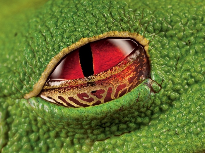 Одна из разновидностей лягушек обитающих в Коста-Рике.