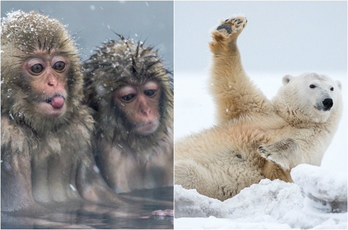 Удивительные фотографии из мира животных.