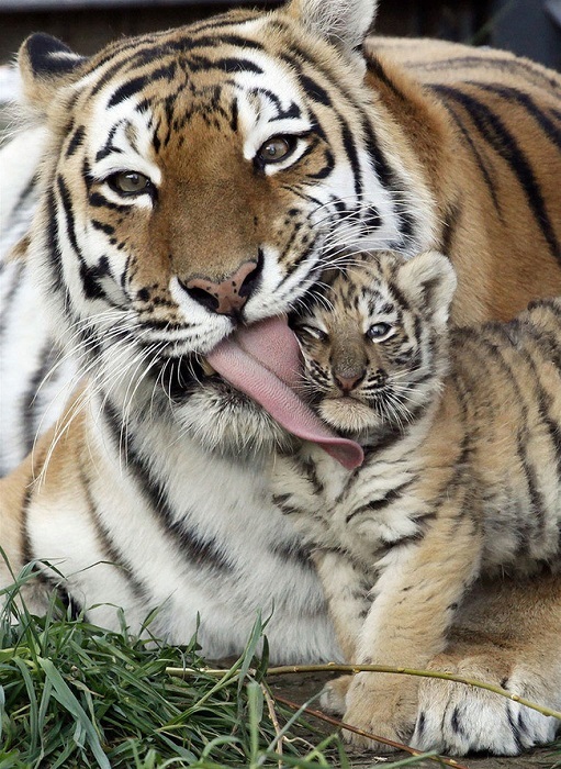 Пока детеныши малы, тигрица не подпускает к ним отца.