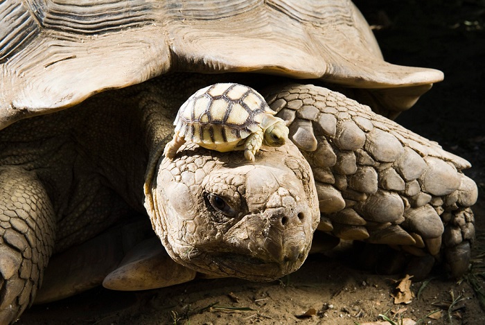 Четырехдневный детеныш африканской черепахи.