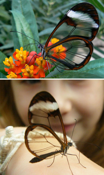 Благодаря прозрачным крыльям бабочка получила название «Стекляння»