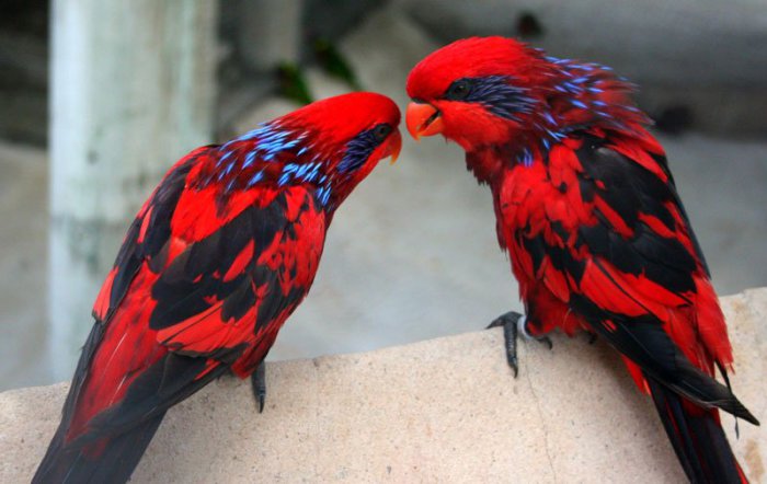 Удивительной красоты попугай. Фотограф Avellan Veloz.